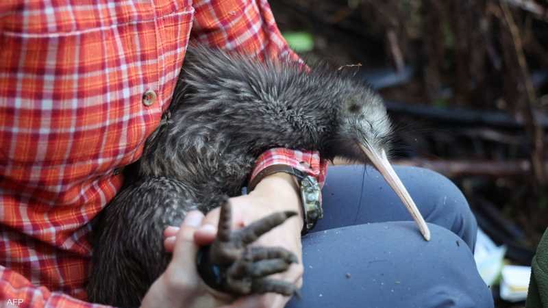 سوء معاملة "كيوي" في أميركا تثير غضبا رسميا في نيوزيلندا | سكاي نيوز عربية