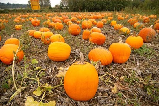 كرنفال اليقطين (1)