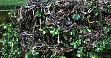 أماكن محظور زيارتها حول العالم.. أبرزها جزيرة الأفاعى وقبر "تشين شى هونغ" - اليوم السابع