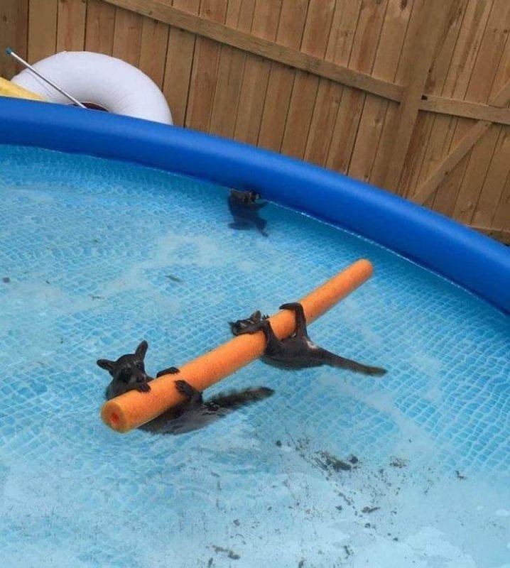 صور حيوانات كل دولة.. عندما تصيب السياح بالدهشة