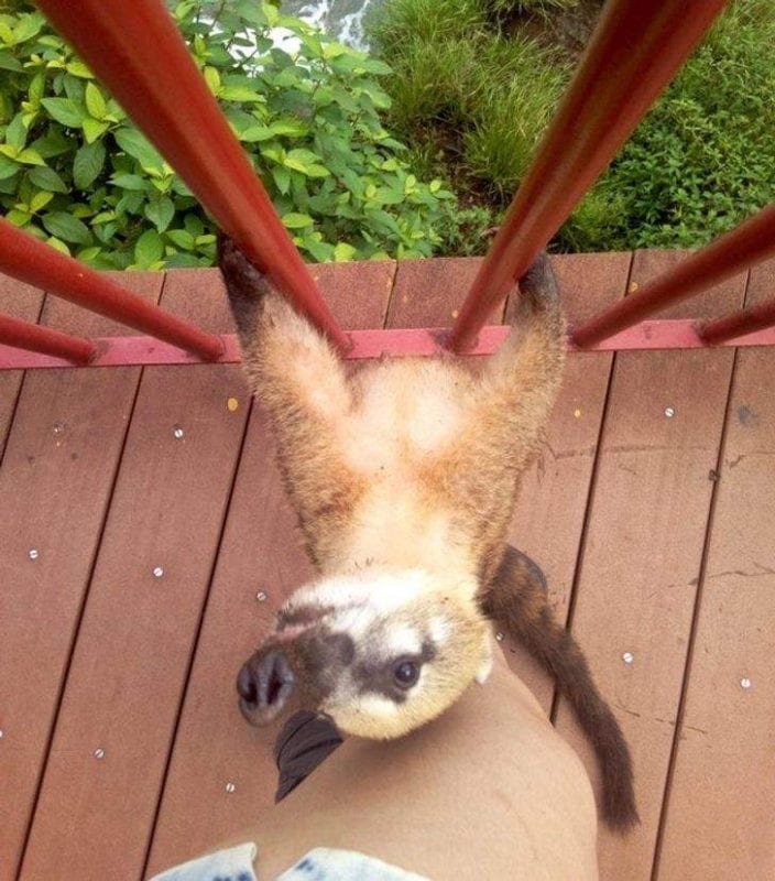 صور حيوانات كل دولة.. عندما تصيب السياح بالدهشة