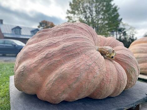 Jim et Kelsey Bryson - Citrouille géante Jim et Kelsey Bryson - Citrouille géante
